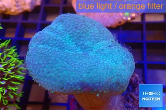 Sarcophyton long polyps 5-8 cm WYSIWYG acclimaté