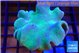 Sarcophyton long polyps 7-12 cm WYSIWYG acclimaté