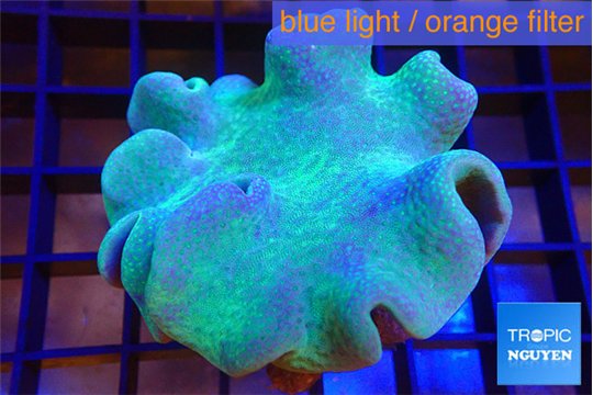 Sarcophyton long polyps 7-12 cm WYSIWYG acclimaté