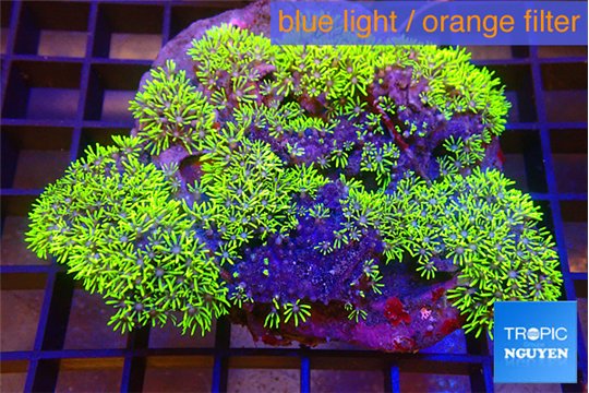 Pachyclavularia neon green 7-12 cm WYSIWYG acclimaté