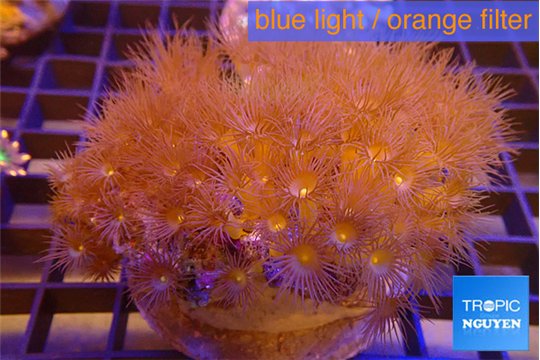Parazoanthus gracilis yellow polyps 7-12 cm WYSIWYG acclimaté