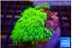 Pachyclavularia full neon green 7-12 cm WYSIWYG acclimaté