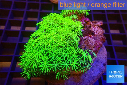 Pachyclavularia full neon green 7-12 cm WYSIWYG acclimaté