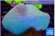 Sarcophyton long polyps 7-12 cm WYSIWYG acclimaté
