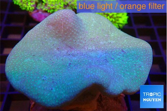 Sarcophyton long polyps 7-12 cm WYSIWYG acclimaté