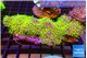 Pachyclavularia full neon green 7-12 cm WYSIWYG acclimaté