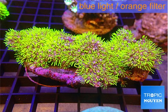 Pachyclavularia full neon green 7-12 cm WYSIWYG acclimaté