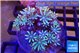Clavularia papaya fire lemon purple 7-11 cm WYSIWYG acclimaté