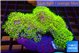 Pachyclavularia full neon green 7-12 cm WYSIWYG acclimaté