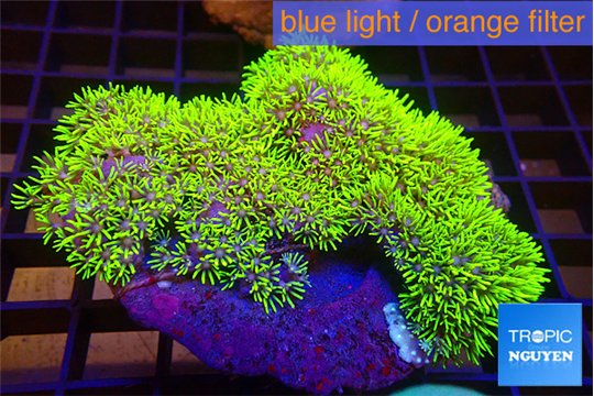 Pachyclavularia full neon green 7-12 cm WYSIWYG acclimaté