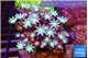 Clavularia papaya lemon laser 7-11 cm WYSIWYG acclimaté
