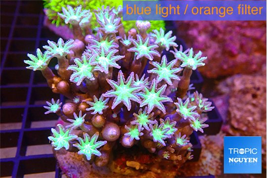 Clavularia papaya lemon laser 7-11 cm WYSIWYG acclimaté