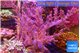 Litophyton arboreum 12-18 cm WYSIWYG acclimaté