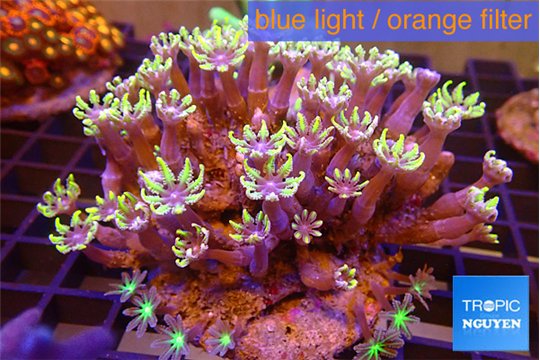 Clavularia papaya lemon laser 7-11 cm WYSIWYG acclimaté