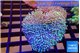 Sarcophyton multi body long white tips polyps 7-12 cm WYSIWYG acclimaté