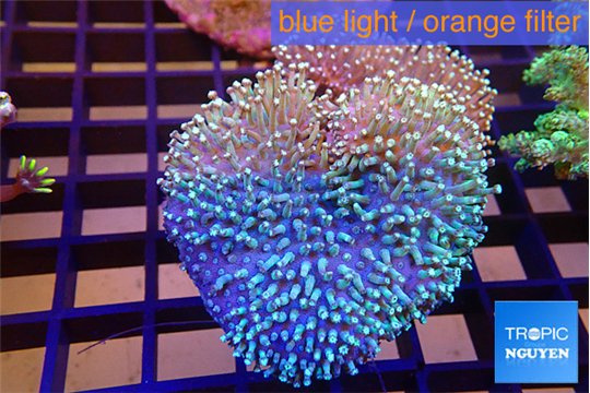 Sarcophyton multi body long white tips polyps 7-12 cm WYSIWYG acclimaté