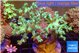 Capnella green 7-12 cm WYSIWYG acclimaté