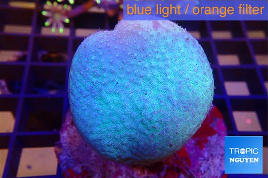 Sarcophyton long polyps 5-8 cm WYSIWYG acclimaté