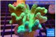 Lobophytum green body 8-12 cm WYSIWYG acclimaté