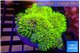 Pachyclavularia full neon green 7-12 cm WYSIWYG acclimaté