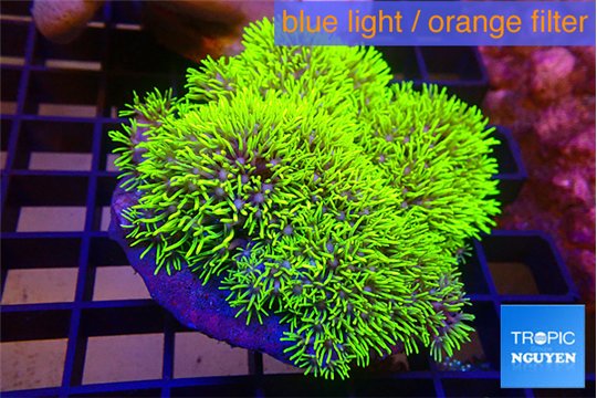 Pachyclavularia full neon green 7-12 cm WYSIWYG acclimaté