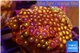 Zoanthus garden mixed color 7-12 cm WYSIWYG acclimaté