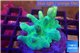 Lobophytum green body 6-9 cm WYSIWYG acclimaté