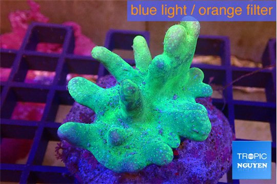 Lobophytum green body 6-9 cm WYSIWYG acclimaté