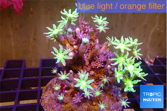 Clavularia papaya lemon laser 6-9 cm WYSIWYG acclimaté
