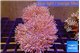 Sarcophyton multi body long white tips polyps 7-12 cm WYSIWYG acclimaté