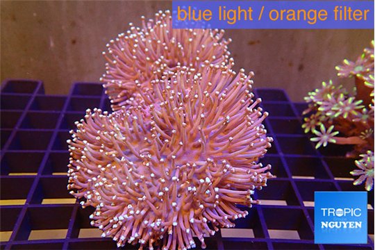 Sarcophyton multi body long white tips polyps 7-12 cm WYSIWYG acclimaté