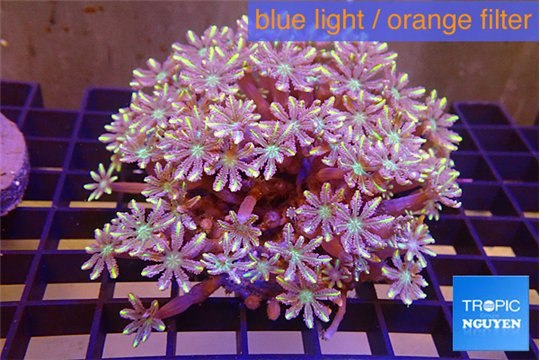 Clavularia papaya fire lemon purple 7-11 cm WYSIWYG acclimaté