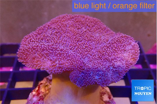 Sarcophyton long polyps 7-14 cm WYSIWYG acclimaté