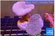 Sarcophyton multi body long white tips polyps 7-12 cm WYSIWYG acclimaté