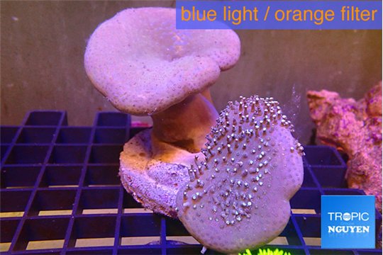 Sarcophyton multi body long white tips polyps 7-12 cm WYSIWYG acclimaté