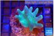 Lobophytum greeny body 4-7 cm WYSIWYG acclimaté
