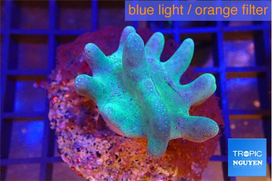 Lobophytum greeny body 4-7 cm WYSIWYG acclimaté