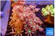 Clavularia papaya fire works 8-12 cm WYSIWYG acclimaté