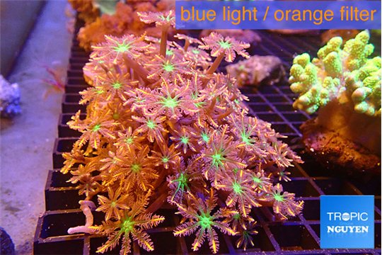 Clavularia papaya fire works 8-12 cm WYSIWYG acclimaté