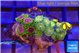 Zoanthus fijii premium 4-5 cm WYSIWYG acclimaté