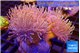 Sarcophyton multi body long white tips polyps 7-12 cm WYSIWYG acclimaté