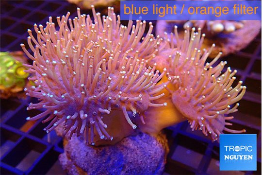 Sarcophyton multi body long white tips polyps 7-12 cm WYSIWYG acclimaté