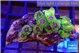 Zoanthus fijii premium 4-5 cm WYSIWYG acclimaté