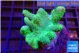 Lobophytum greeny body 4-7 cm WYSIWYG acclimaté