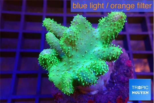 Lobophytum greeny body 4-7 cm WYSIWYG acclimaté