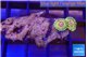 Zoanthus fijii premium 2 polyps WYSIWYG acclimaté
