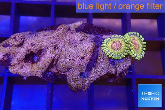 Zoanthus fijii premium 2 polyps WYSIWYG acclimaté