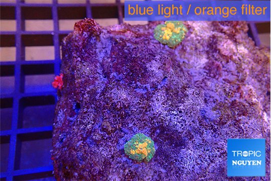 Rhodactis magma small polyps 2 polyps WYSIWYG acclimaté