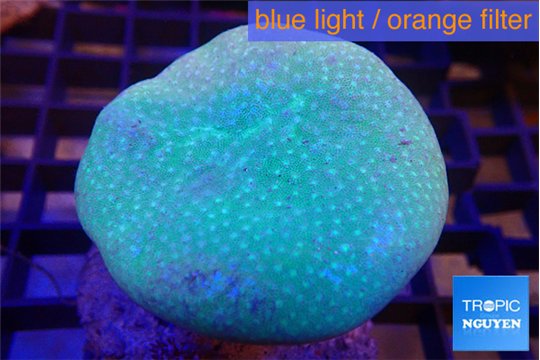 Sarcophyton long polyps 5-8 cm WYSIWYG acclimaté