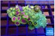 Zoanthus fijii premium 4-6 cm WYSIWYG acclimaté